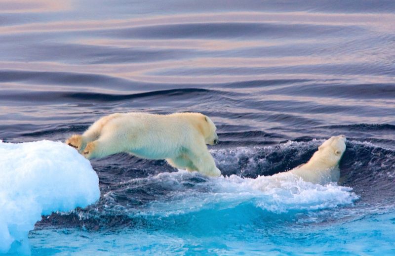 Save The Bay Polar Dip